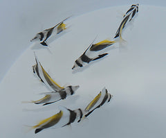 Heniochus acuminatus