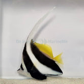 Heniochus acuminatus