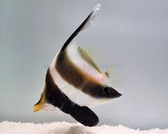 Heniochus chrysostomus