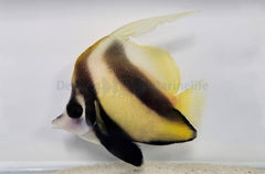 Heniochus intermedius