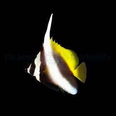 Heniochus singularius