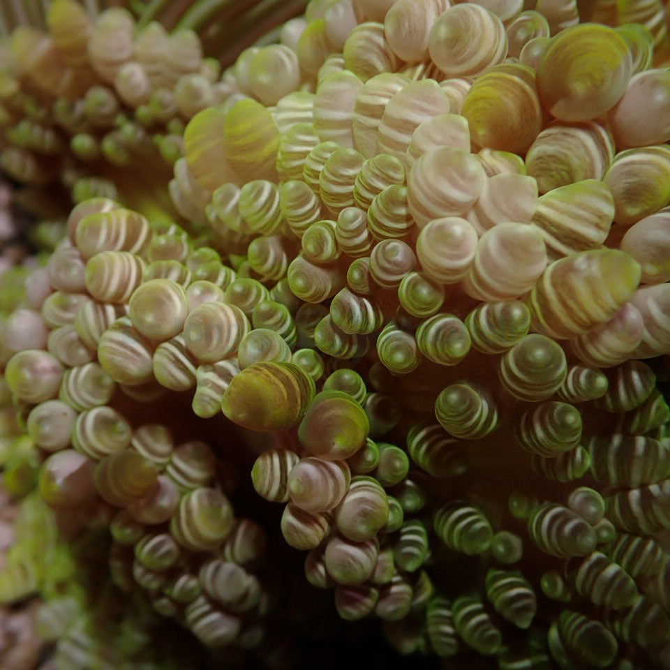 Heteractis aurora