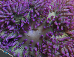 Heteractis aurora (Purple)
