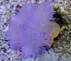 Heteractis aurora (Purple)