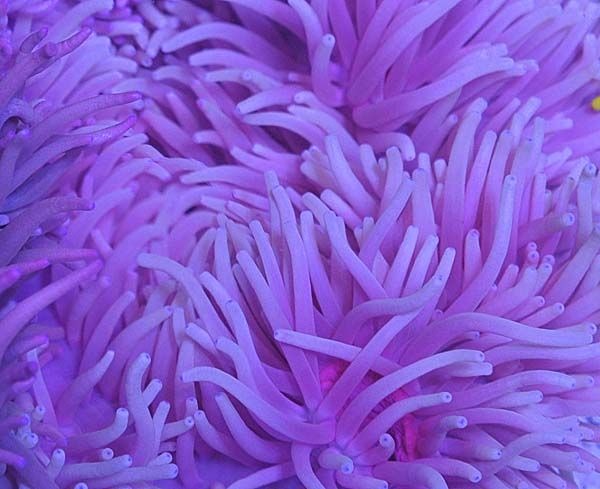 Heteractis crispa (Purple)