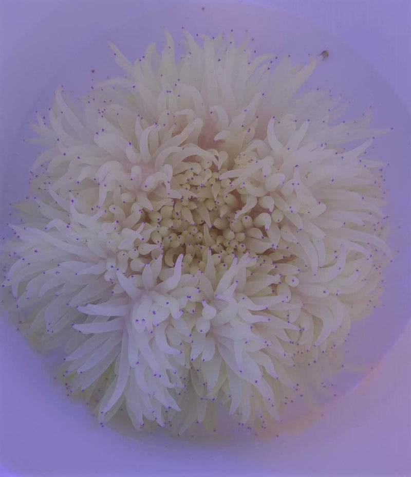 Heteractis crispa (White)