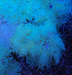 Heteractis crispa (Yellow)