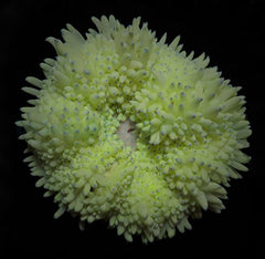 Heteractis crispa (Yellow)