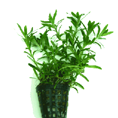 Heteranthera zosteraefolia in pot