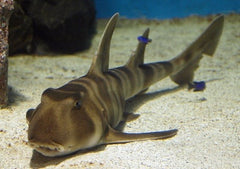 Heterodontus japonicus (Temperate water)