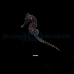 Hippocampus reidi - DJM Bred