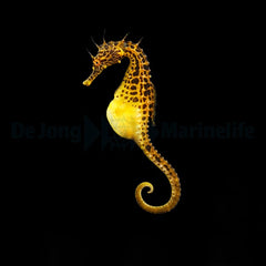 Hippocampus abdominalis (male) - T.B. (Temperate water)