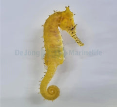 Hippocampus barbouri - T.B.