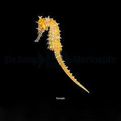 Hippocampus barbouri - DJM Bred