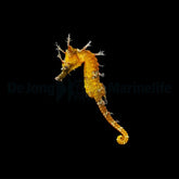 Hippocampus erectus (Yellow) - DJM Bred