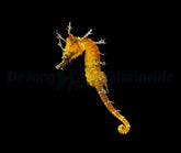 Hippocampus erectus (Yellow) - DJM Bred