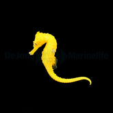 Hippocampus erectus (Bright Yellow) - DJM Bred