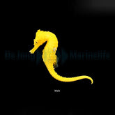 Hippocampus erectus (Bright Yellow) - DJM Bred