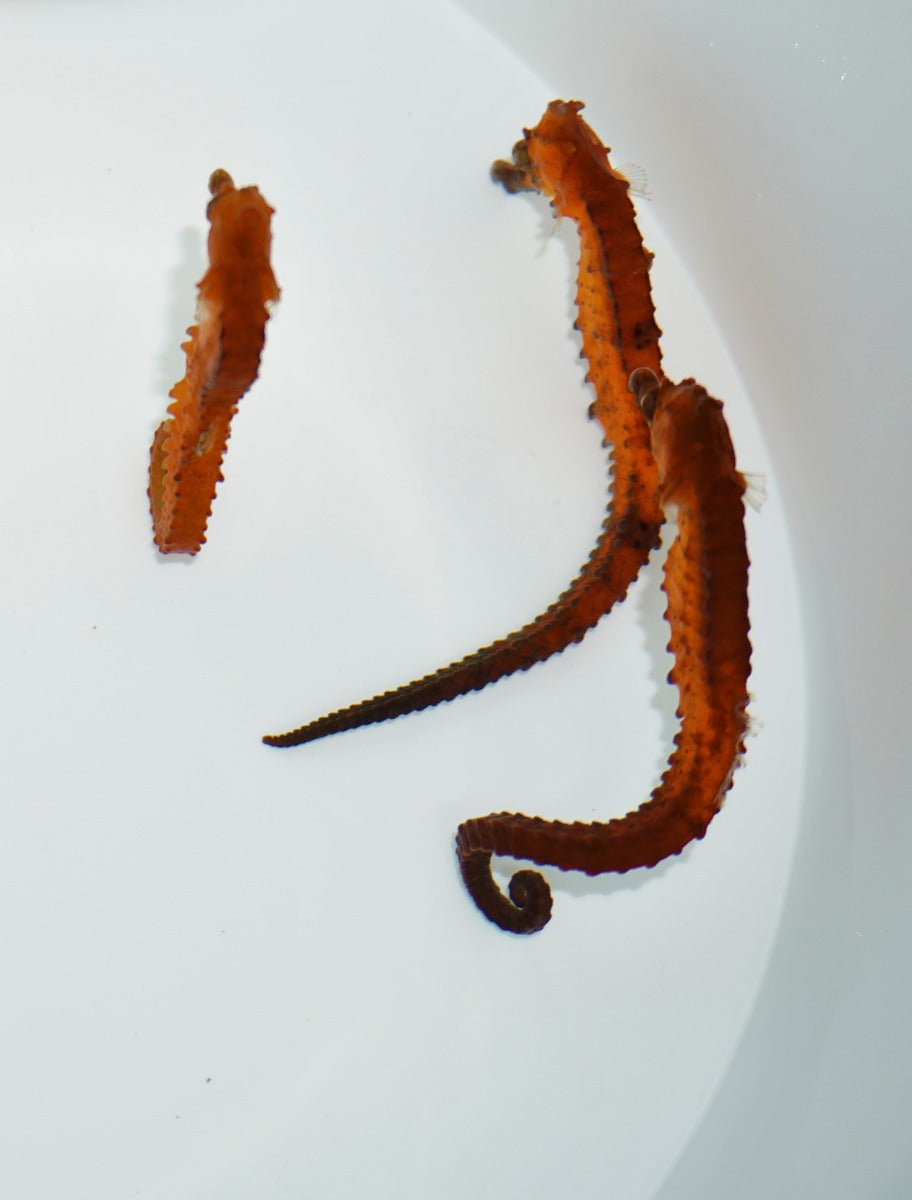 Hippocampus kuda (Orange) - T.B.
