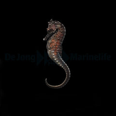 Hippocampus kuda