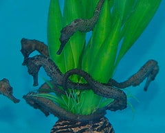 Hippocampus reidi - T.B.