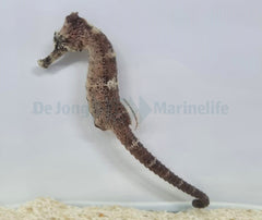 Hippocampus reidi - T.B.