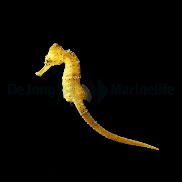 Hippocampus reidi (Yellow) - DJM Bred