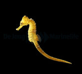 Hippocampus reidi (Yellow) - DJM Bred