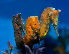 Hippocampus (SUB) elongatus (pair) (Temperate water)