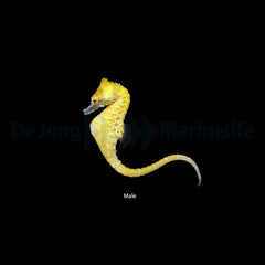 Hippocampus zosterae - DJM Bred