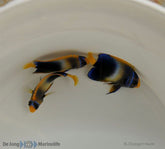 Holacanthus africanus