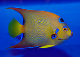 Holacanthus ciliaris
