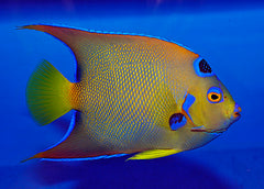 Holacanthus ciliaris