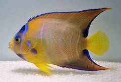 Holacanthus ciliaris