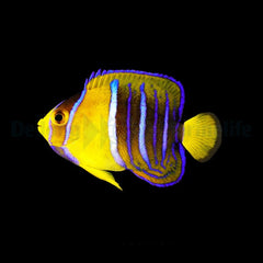 Holacanthus passer - T.B.