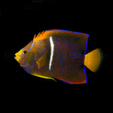Holacanthus passer