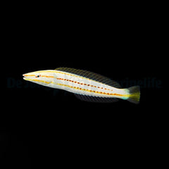 Hologymnosus doliatus