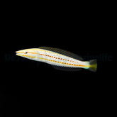 Hologymnosus doliatus