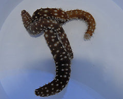 Holothuria (Mertensiothuria) hilla