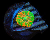 Scolymia australis (Bleeding Apple) (Captive Spawned)