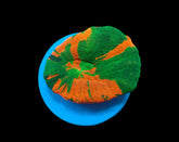 Scolymia australis (Bleeding Apple) (frag)