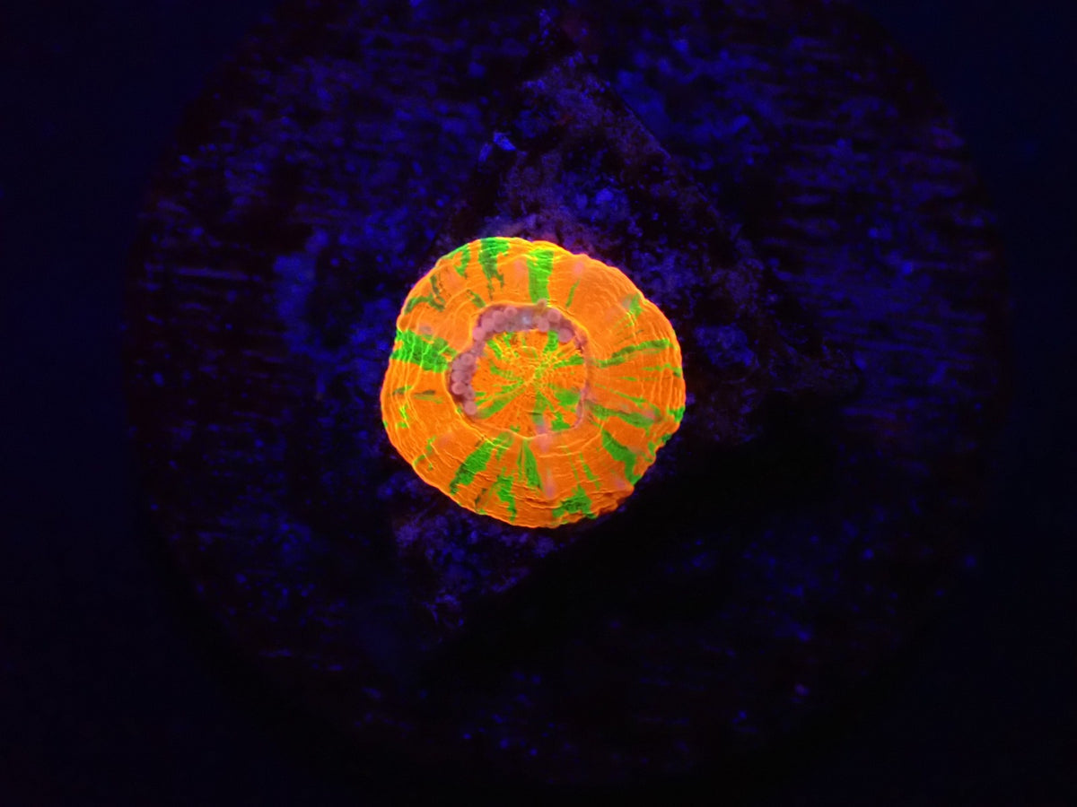 Scolymia australis (Rev.Bleeding Apple) (Captive Spawned)