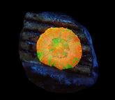 Scolymia australis (Rev.Bleeding Apple) (Captive Spawned)
