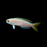 Hoplolatilus fronticinctus