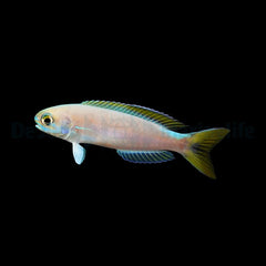 Hoplolatilus fronticinctus