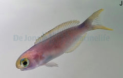 Hoplolatilus fronticinctus