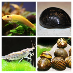 Poetsploeg voor Zoetwater Aquariums