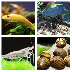 Poetsploeg voor Zoetwater Aquariums