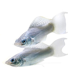 Poec.velifera Hoogvinkarper zilver M
