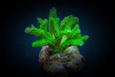 Hydnophora spp. (Green) (frag)